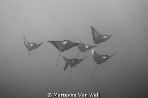 A family of eagle rays passing by by Marteyne Van Well 